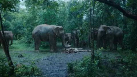 Download Poacher Season 1 Hindi HDRip ALL Episodes
